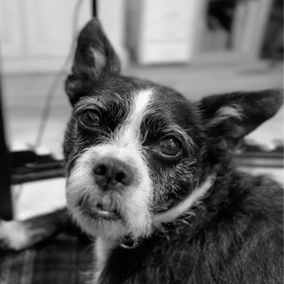 photo of dog