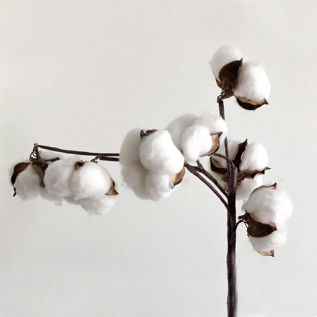 The Well Worn photo of cotton plant