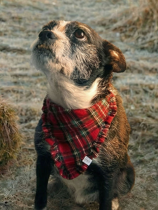Dog wearing a red plaid scarf in a natural setting