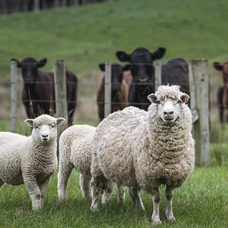 sheep in field with cow