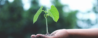 picture of plant on hand